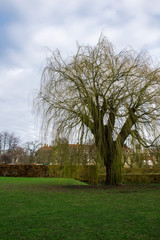árbol