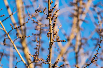 Young buds on thin twigs of small trees and shrubs, in the spring in the sunset sun in warm yellow and orange tones. Simple vegetation of the Rostov region.