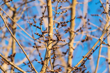 Young buds on thin twigs of small trees and shrubs, in the spring in the sunset sun in warm yellow and orange tones. Simple vegetation of the Rostov region.