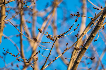 Young buds on thin twigs of small trees and shrubs, in the spring in the sunset sun in warm yellow and orange tones. Simple vegetation of the Rostov region.