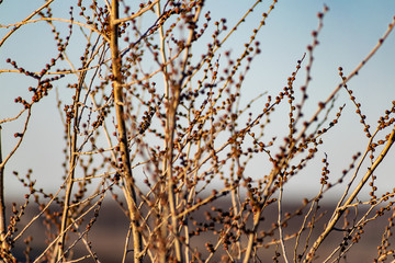 Young buds on thin twigs of small trees and shrubs, in the spring in the sunset sun in warm yellow and orange tones. Simple vegetation of the Rostov region.