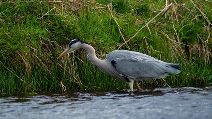 Large Grey Heron, Ardeidae, Single Bird Close Up, eye-line low angle water level view searching for food, fishing on riverbank