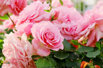 日本の植物園のピンク色のバラ