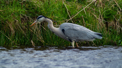 Large Grey Heron, Ardeidae, Single Bird Close Up, eyeline low angle view, searching for food on riverbank