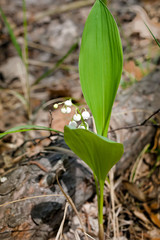 Lily of the valley blooms in forest