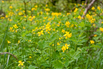 Bright flowers celandine grow in forest on green background