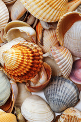 Variety of multicolor seashells