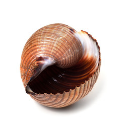 Wet seashell of very large sea snail