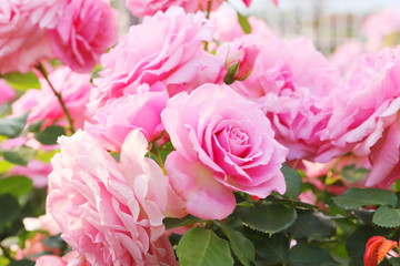 日本の植物園のピンク色のバラ