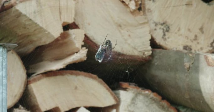 spider in web, stack of wood
