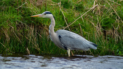 Naklejka premium Large Grey Heron, Ardeidae, Single Bird Close Up, eyeline low angle view, searching for food on riverbank