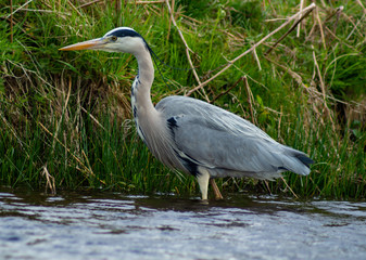 Large Grey Heron, Ardeidae, Single Bird Close Up, eyeline low angle view, searcing for food on riverbank