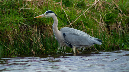 Large Grey Heron, Ardeidae, Single Bird Close Up, eyeline low angle view, searcing for food on riverbank