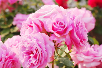 日本の植物園のピンク色のバラ