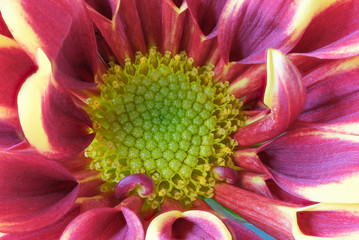 Red with yellow flower chrysanthemum
