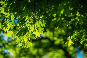 Closeup photo of leaves in the forest under sun, captured by spring or early summer. Ecology and tranquility concept.