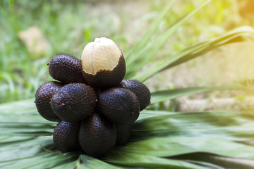   Closeup  group of Salak fruit(Salacca zalacca) is a type of palm tree and leaf with morning lighting effect.