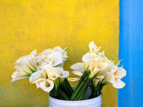 Calla lily flower in bucket near yellow wall