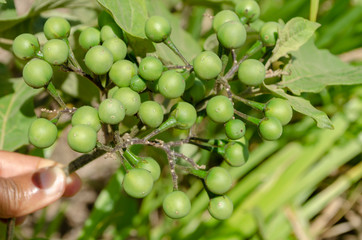 Bunch Of Turkey Berry