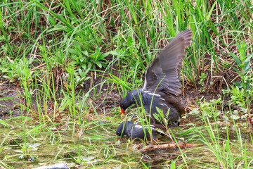 Moorhen, Gallinula Chloropus in the city center of Olsztyn