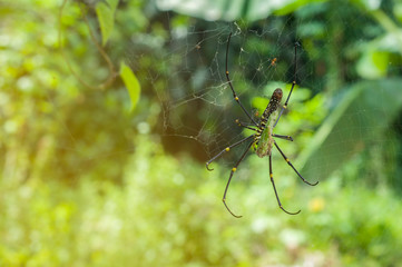  Closeup of A black and yellow colour spider with natural background with orange lighting effect and bokeh.
