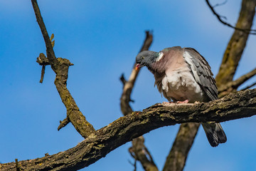 Gołąb © Konrad