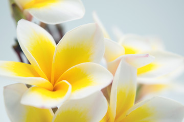 Obraz premium Champa, yellow flower isolated