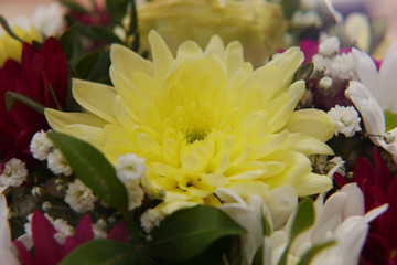 A bright bouquet of gerberas and chrysanthemums entwined with green sprigs of pistachio tree.