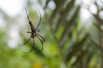 Closeup of A black and yellow colour spider with natural background with orange lighting effect and bokeh.