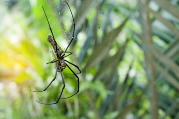  Closeup of A black and yellow colour spider with natural background with orange lighting effect and bokeh.
