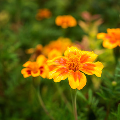 Square greeting card background with tagetes