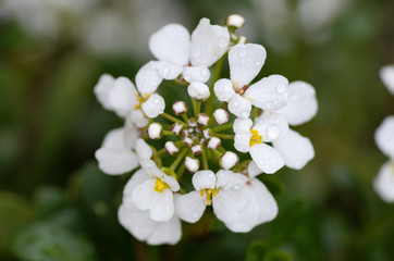 Fototapeta premium Fleur mouillée