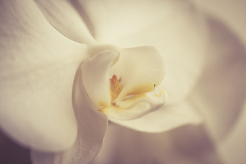 Blooming white orchids flower. Phalaenopsis. Closeup.