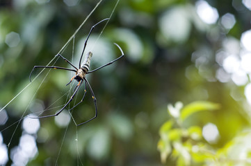  Closeup of A black and yellow colour spider with natural background with orange lighting effect and bokeh.