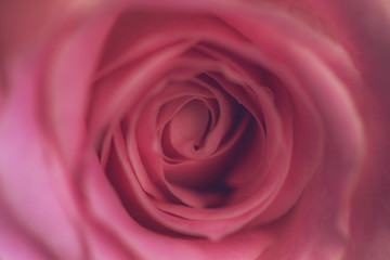 Obraz premium charming lovely rose, close up.