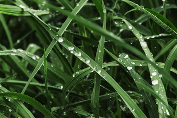 Naklejka premium green grass with dew, close up.