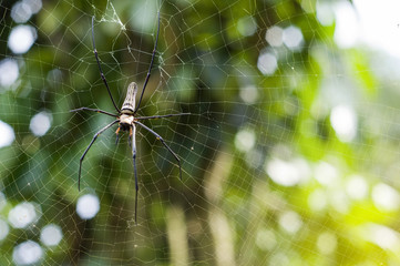  Closeup of A black and yellow colour spider with natural background with orange lighting effect and bokeh.