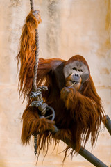 Sad looking Sumatran Orangutan (Pongo abelii) in captivity in zoo enclosure. The Orangutan are a critically endangered species.