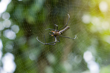  Closeup of A black and yellow colour spider with natural background with orange lighting effect and bokeh.