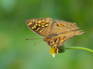 a Lemon pansy (Junonia lemonias) common nymphalid butterfly feeding on grass flower with green nature blurred background.