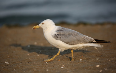 seagull paws slowly on the beach