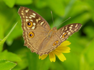 a Lemon pansy (Junonia lemonias) common nymphalid butterfly feeding on yellow flower with green nature blurred background.