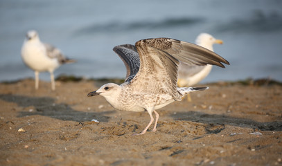 seagull with grey feathers ready to take flight from the beach