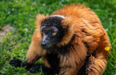 Fototapeta premium Portrait of a ruffed lemur, rare and interesting animal
