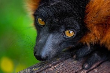 Portrait of a ruffed lemur, rare and interesting animal