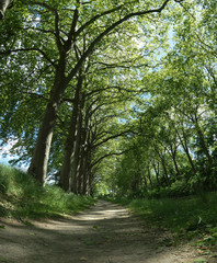 Obraz premium Chemin et arbres