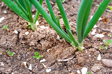 Onion garden field seed panted growing macro close up