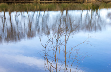 Photo i took of a trees on the river bank quequen grande