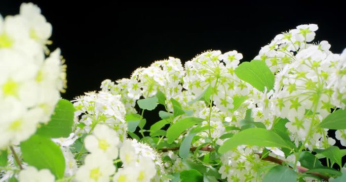 Spirea Alpine Spring Flower - White Flowering Shrub. Macro. 4K. Wide Angle.
