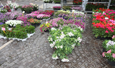 many potted flowers for sale